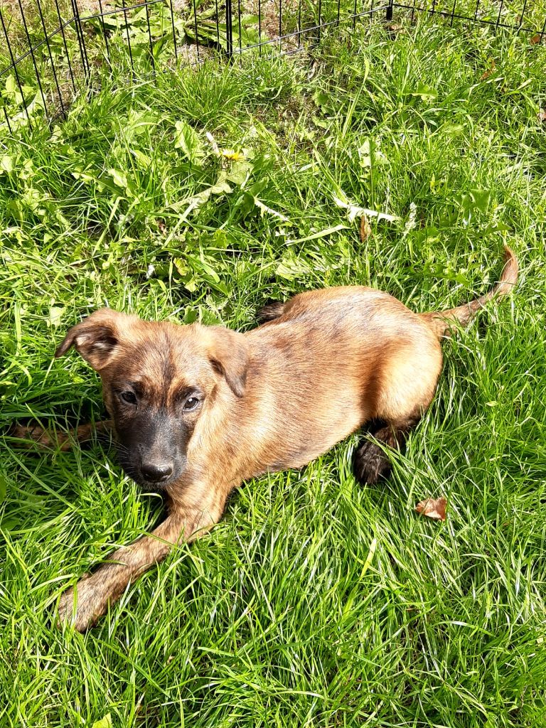 Tchooka Des Bords De La Blies