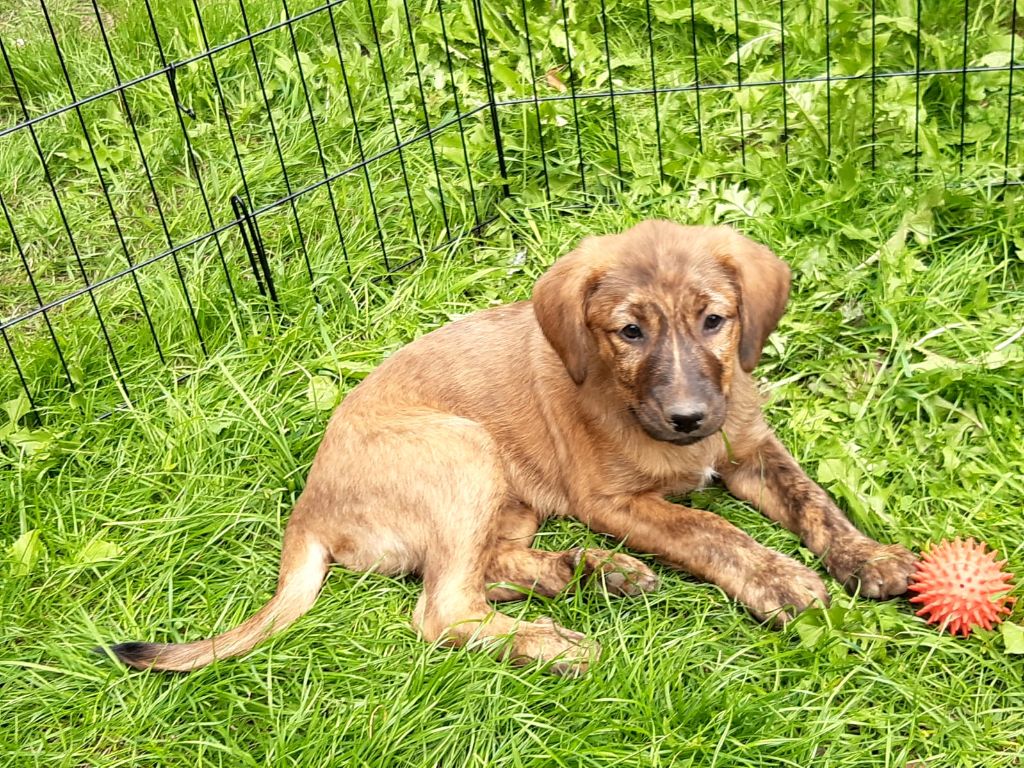 Des Bords De La Blies - disponible chiots de race Cursinu