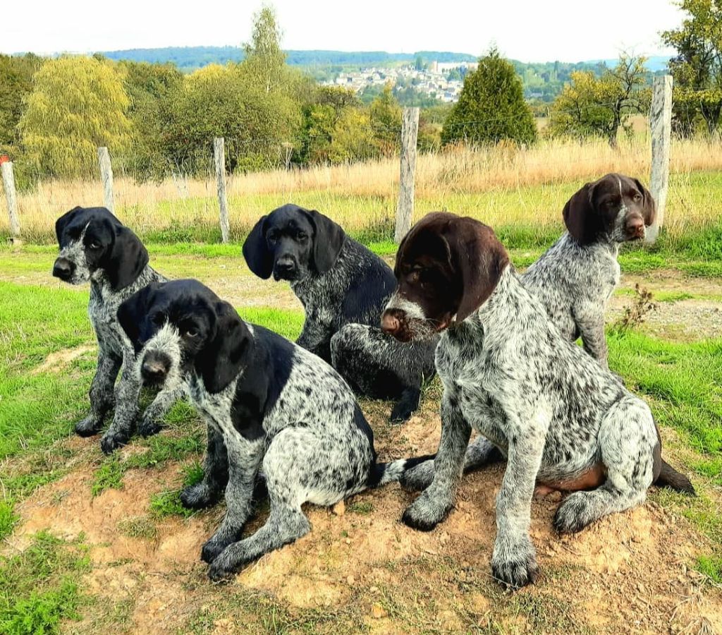Des Bords De La Blies - disponible 4 chiots drahthaar